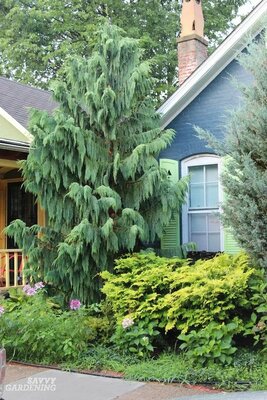Blue Nootka Cypress (Alaskan Cedar)