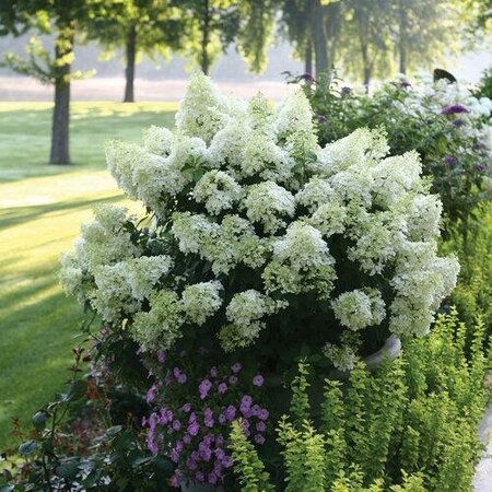Bobo Hardy Panicle Hydrangea