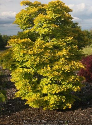 Golden Full Moon Maple