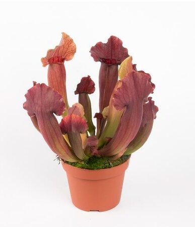Maroon Hardy Pitcher Plant