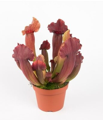 Farnham's Hardy Pitcher Plant