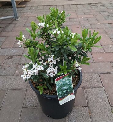ETERNAL FRAGRANCE DAPHNE