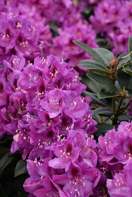 Anah Kruschke Rhodo