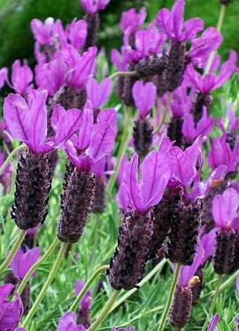 ALEXANDRA SPANISH LAVENDER