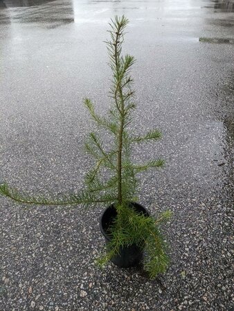 DOUGLAS FIR