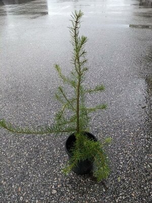 DOUGLAS FIR