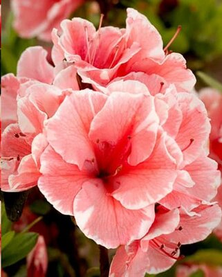 Autumn Starburst Encore Azalea