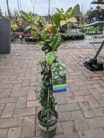 MADISON STAR JASMINE