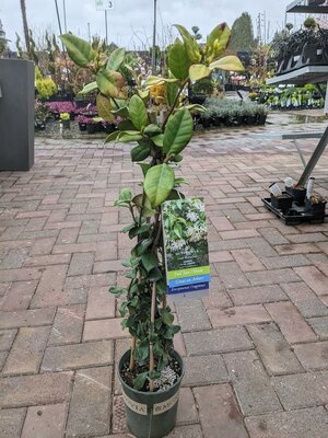 MADISON STAR JASMINE