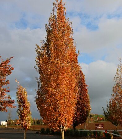 Armstrong Gold Maple