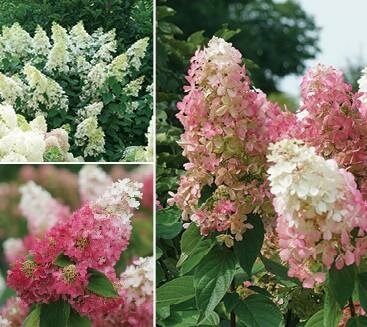 Pinky Winky Prime Hydrangea