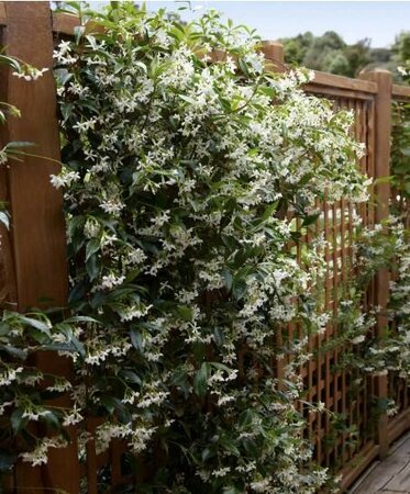 Star Jasmine - image 2