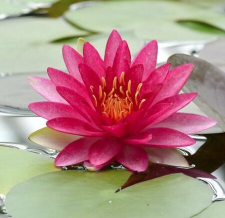 Red Attraction Water Lily