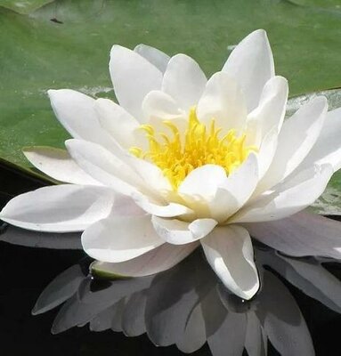 Hardy White Water Lily