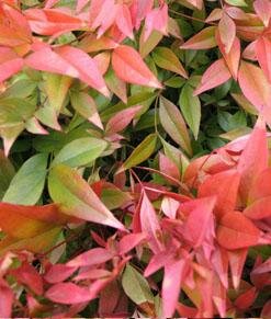 Gulfstream Heavenly Bamboo