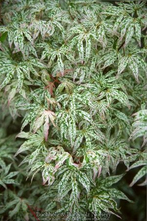 Floating Clouds (Ukigumo) Japanese Maple