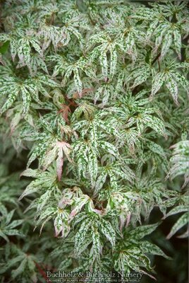 Floating Clouds (Ukigumo) Japanese Maple