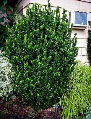 Greenspire Euonymous