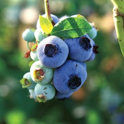 Chandler Blueberry Plant - image 2