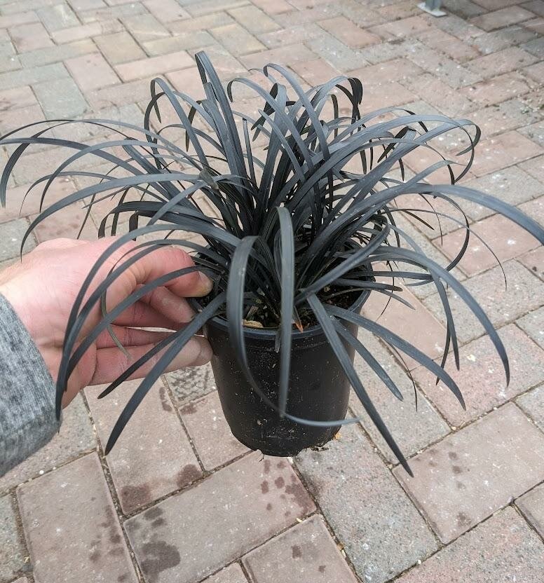 Black Mondo Grass Triple Tree Nurseryland