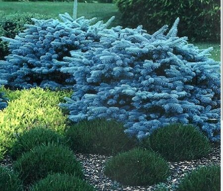 Globe Blue Spruce