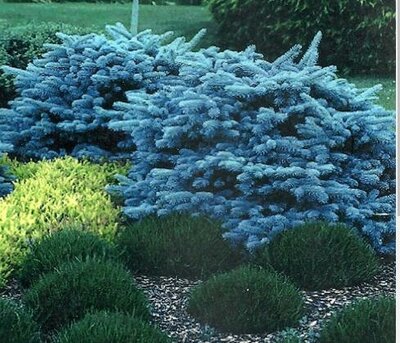 Globe Blue Spruce