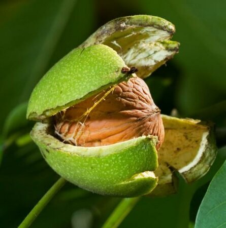 Carpathian Walnut - image 2