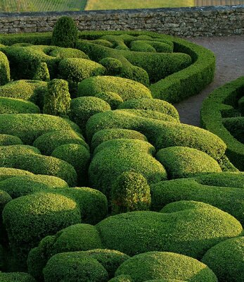 ENGLISH BOXWOOD - image 1