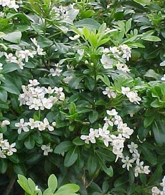 Mexican Orange