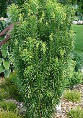 Plum Yew - Cephalotaxus