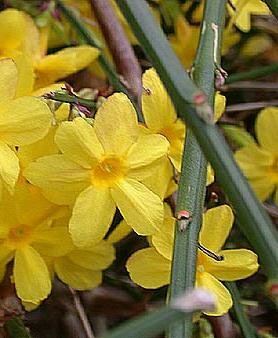Winter Jasmine