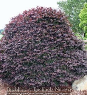 Rhode Island Red Japanese Maple