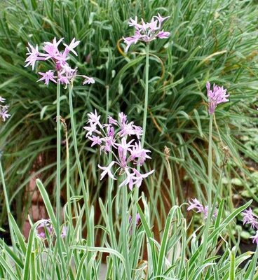 Variegated Society Garlic