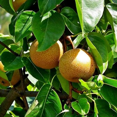 Chojuro Oriental Pear Tree