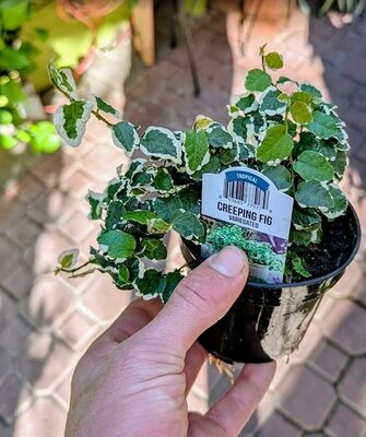 Variegated Creeping Fig - image 2