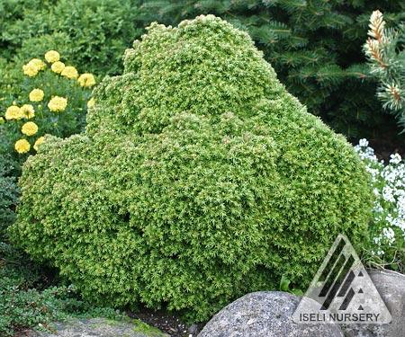 Tenzan Japanese Cedar