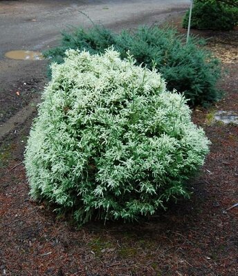 Knaptonensis Dwarf Japanese Cedar