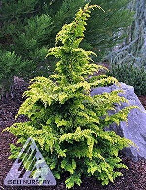 Fernspray Gold Cypress