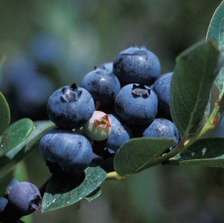 Duke Blueberry - image 1