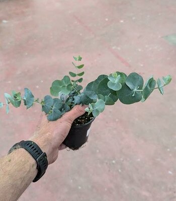 Silver Dollar Tree (Eucalyptus)
