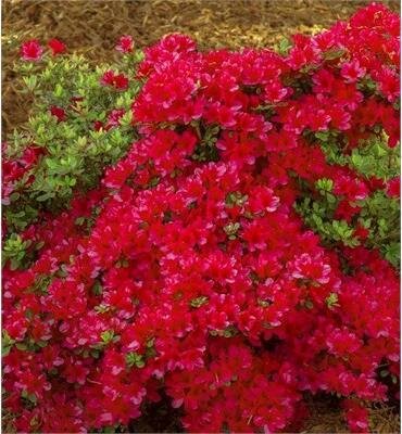 Hino Crimson Japanese Azalea