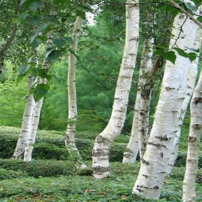 White Paperbark Birch (Jacquemonti) - image 2