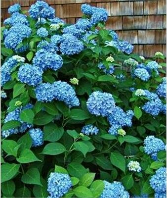 Endless Summer Hydrangea
