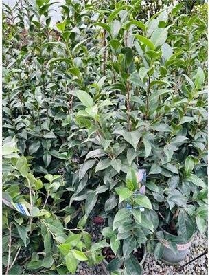 Silver Waves Camellia - image 2