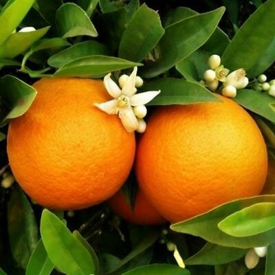 Washington Navel Orange - image 2