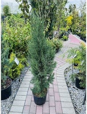 Blue Italian Cypress - image 1