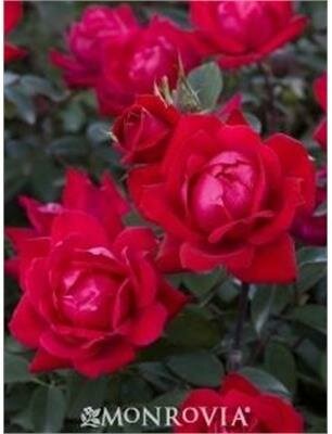 Oso Easy Double Red Shrub Rose