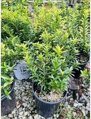 Gold-Edged Box-Leaf Euonymus