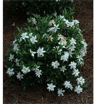 Frostproof Gardenia