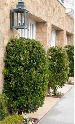Waxleaf Privet Patio Tree - image 2